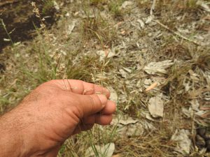 Wiry Love Grass Eragrostis elongata - 20 Mar 2016 low res