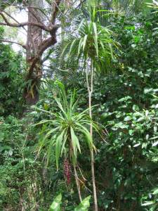 Red-fruited Palm-lily - Cordyline rubra lowres
